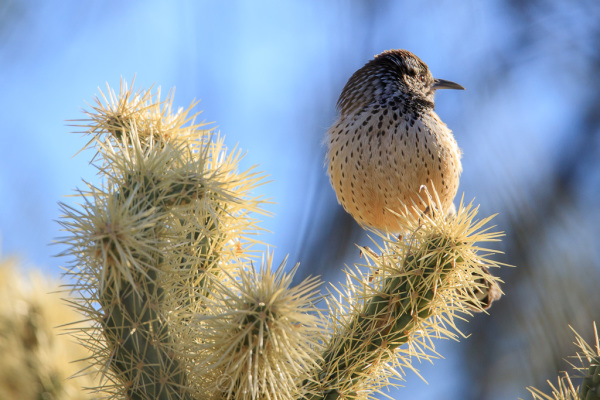 Cactus Wren