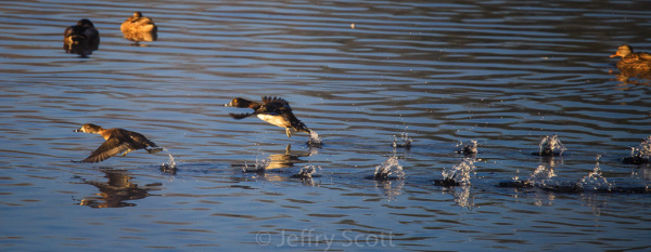 Ring-necked ducks