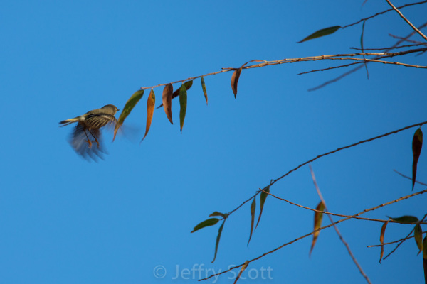 Ruby-crowned kinglet