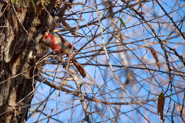 Pyrrhuloxia