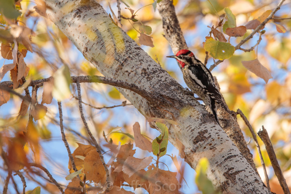 Red-naped sapsucker