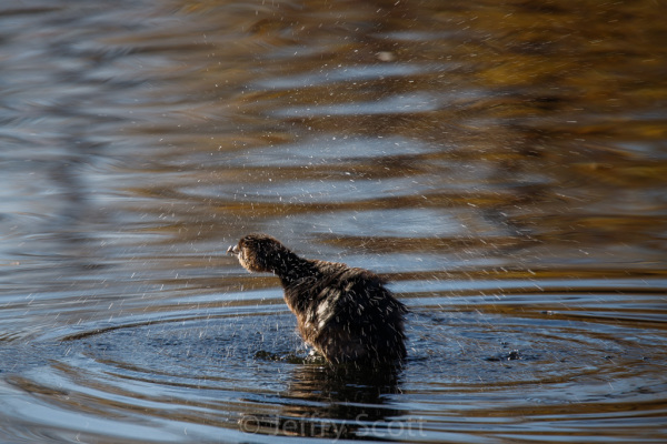 Pied-billed grebe