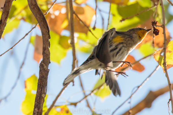 Yellow-rumped warbler