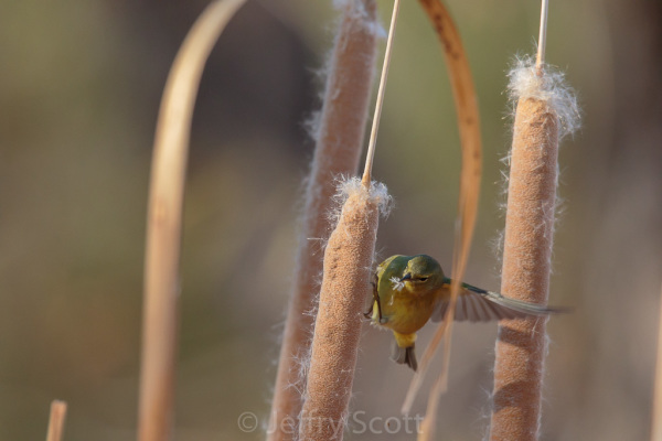 Orange-crowned Warbler