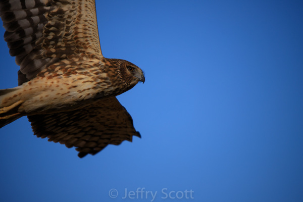 Northern Harrier