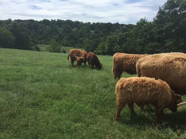 Summer grazing