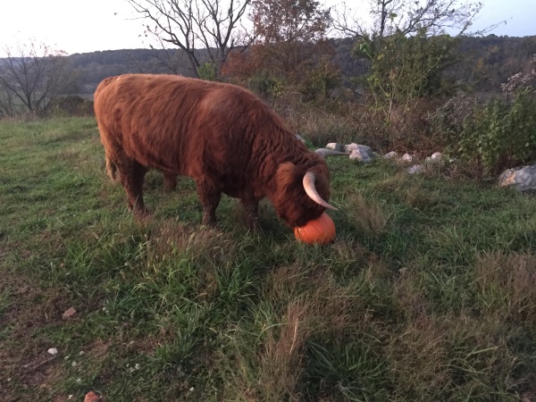 Fred loves pumpkins