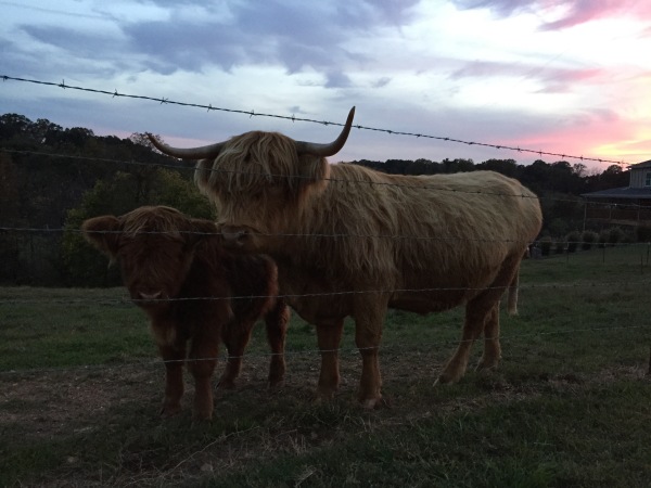 Sunset over the farm