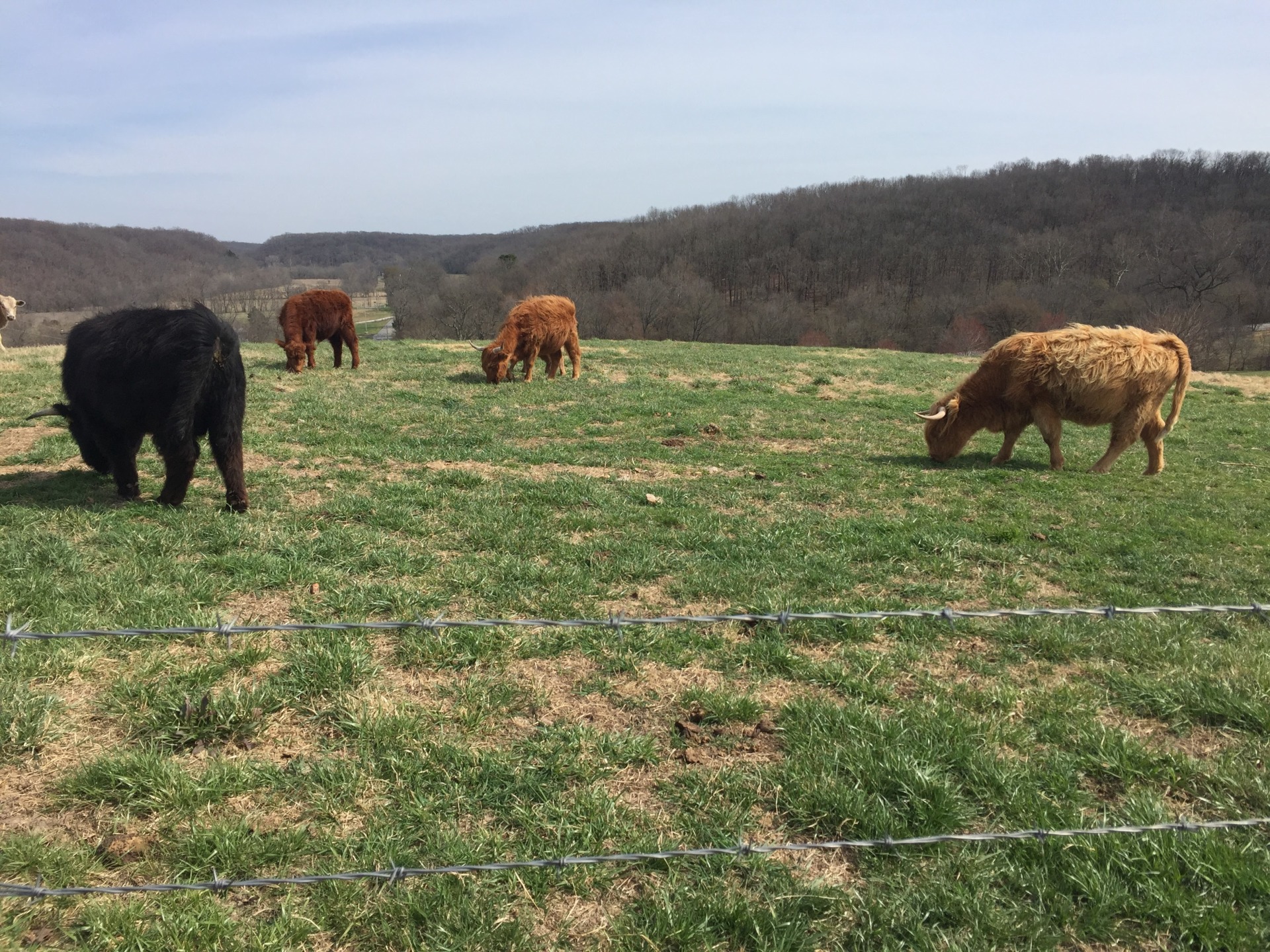 They love fresh spring grass