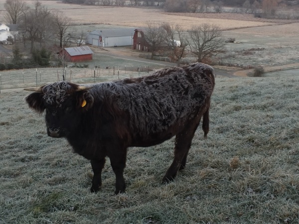 Frosty morning