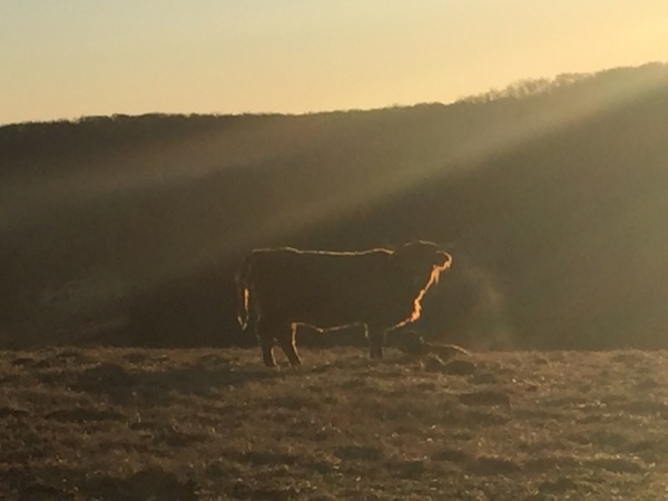 Sunrise over a new calf