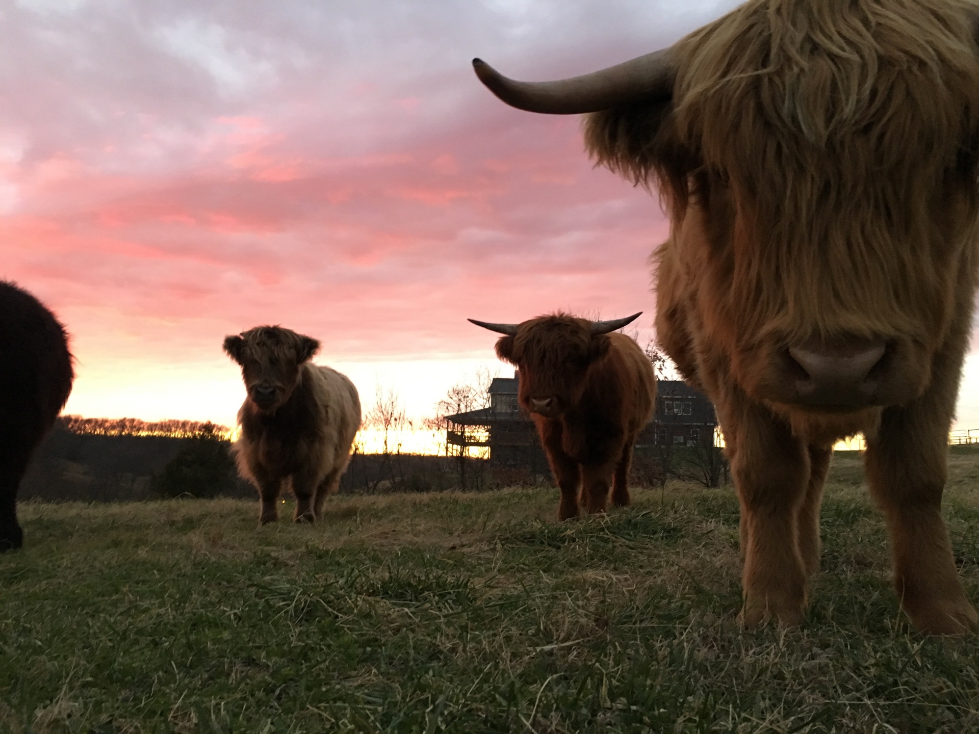 Another great sun set on the farm