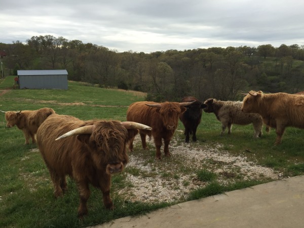 Headed to the barn