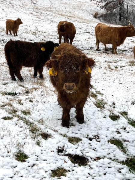 Happy for their winter coats