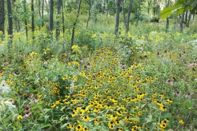 Stanmore Common 