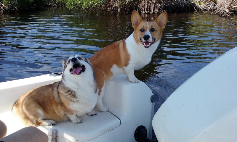 cardigan corgi rescue florida