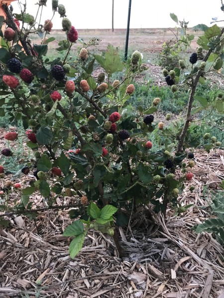 Young Blackberries Producing