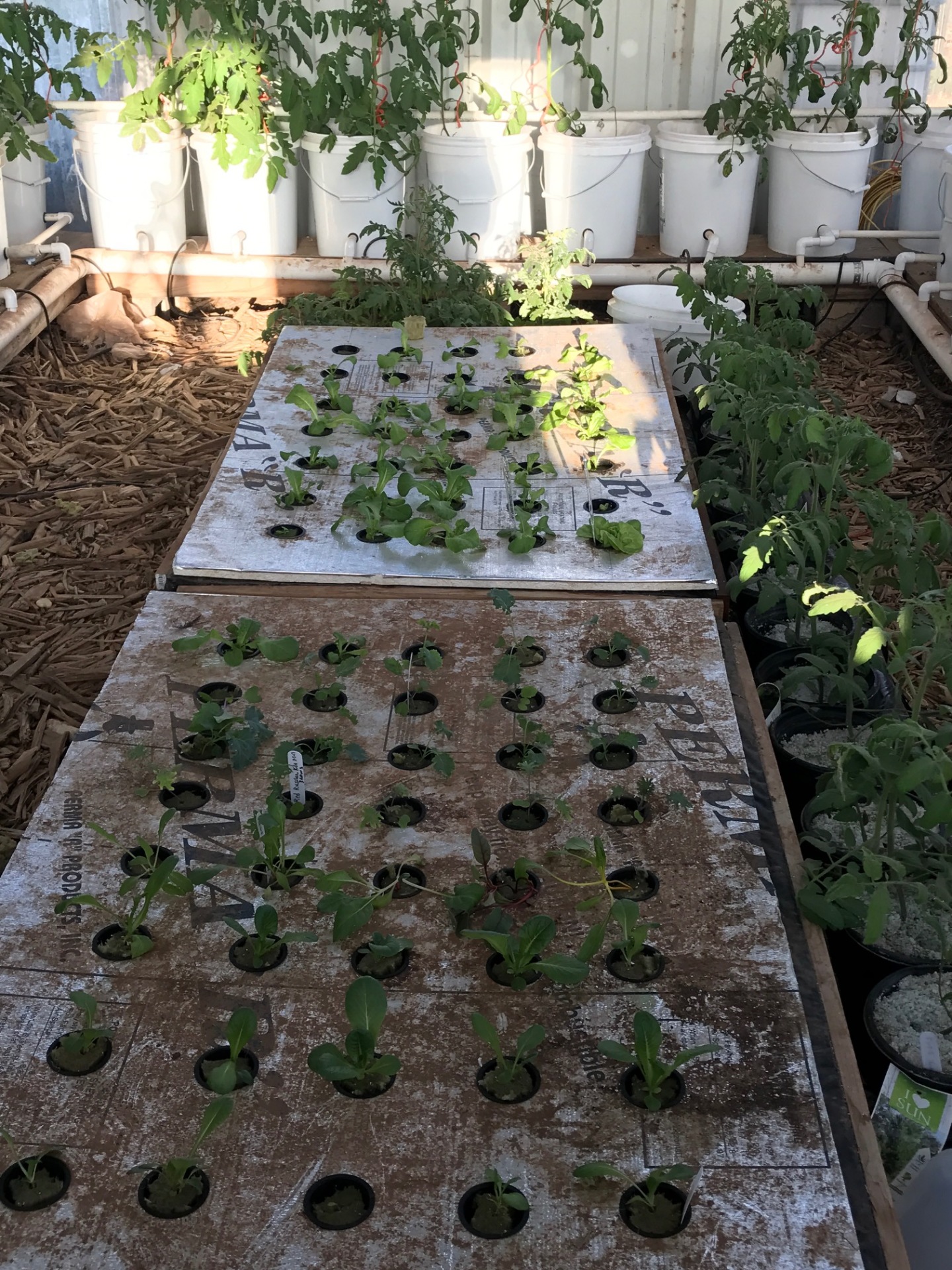 Lettuce getting started in the green house