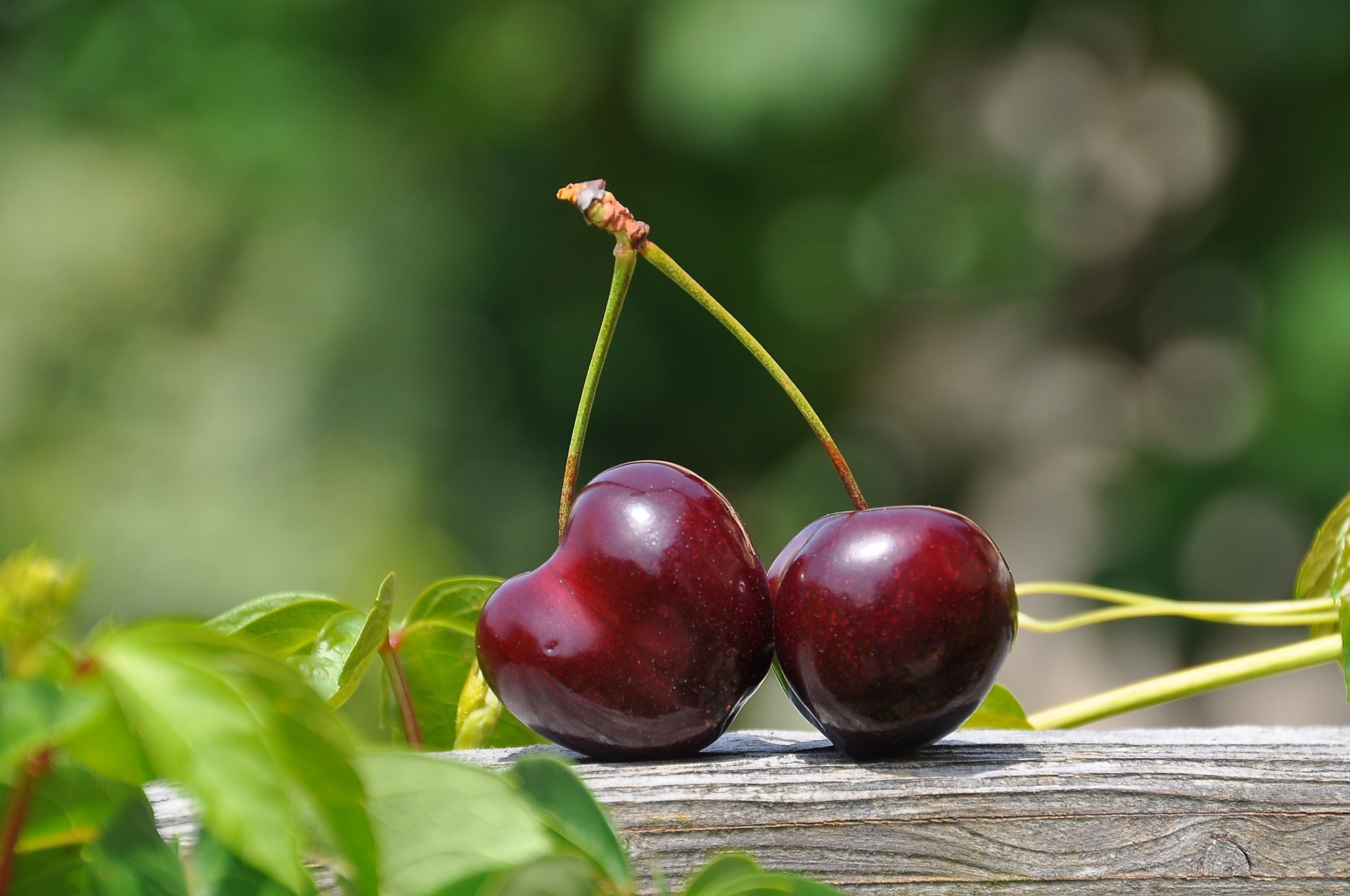 cherry-pair-fruits-sweet-162689.jpeg