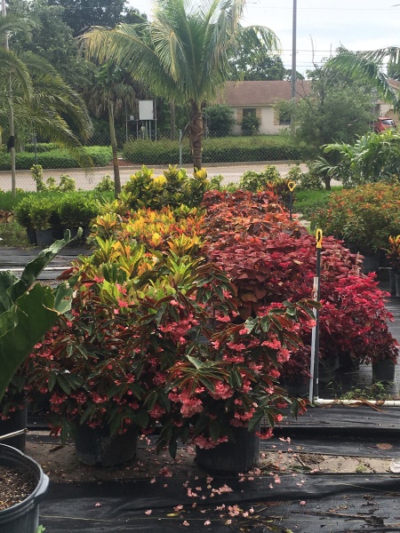 Best Palm Tree Nursery Wholesale And Retail In Port Saint Lucie Fl