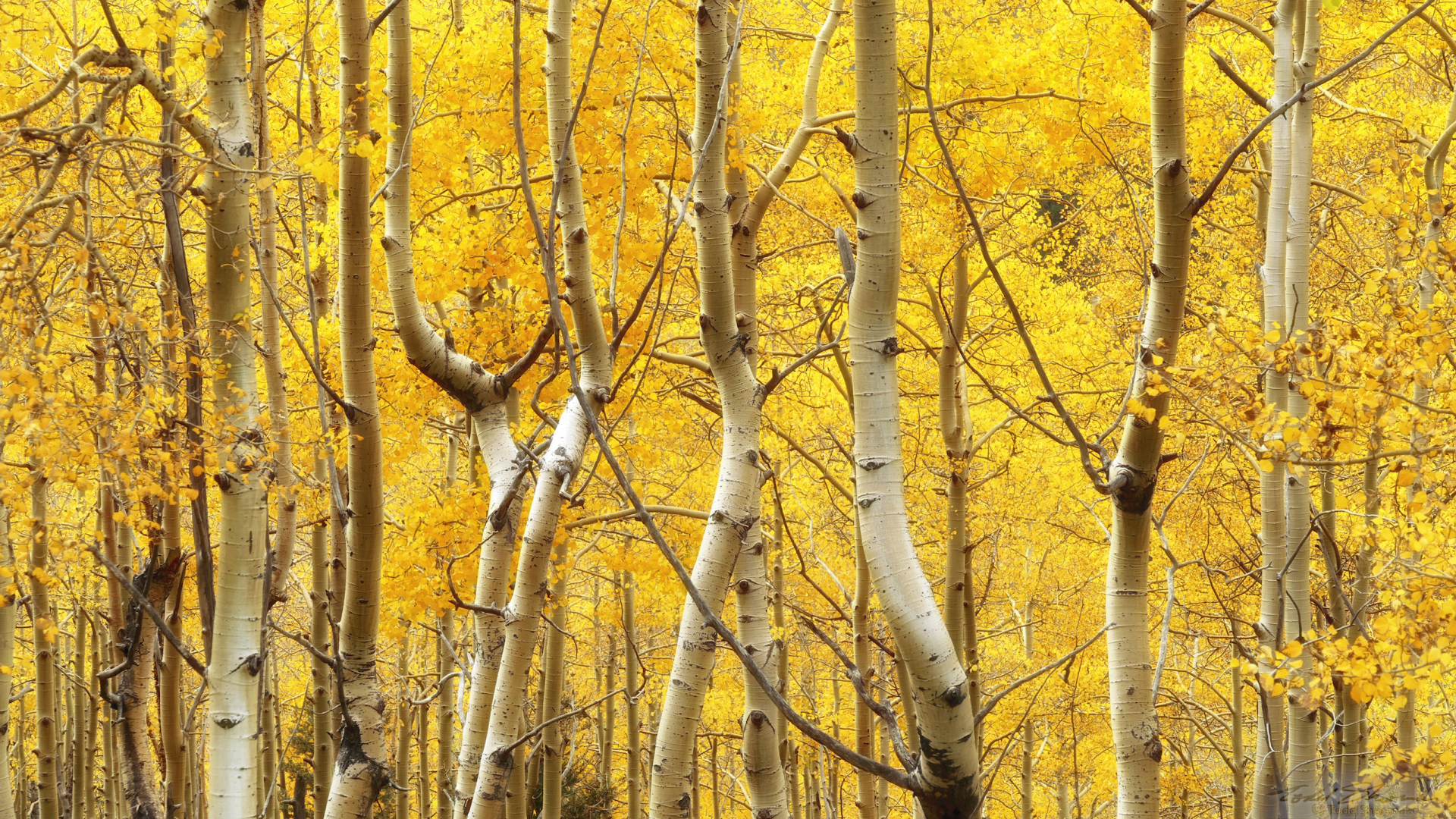 Aspen at peak color in early October in the southern Sangre de Cristo mountains of New Mexico.