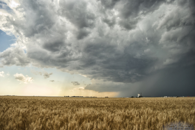 A supercell thunderstorm takes shape over golden wheat fields in the Oklahoma panhandle on June 3, 2008.