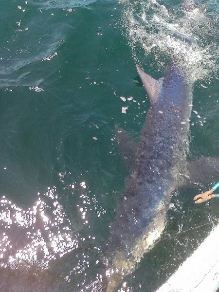 Cape Cod Fishing Charters  Grey Dolphin Sportfishing Charters