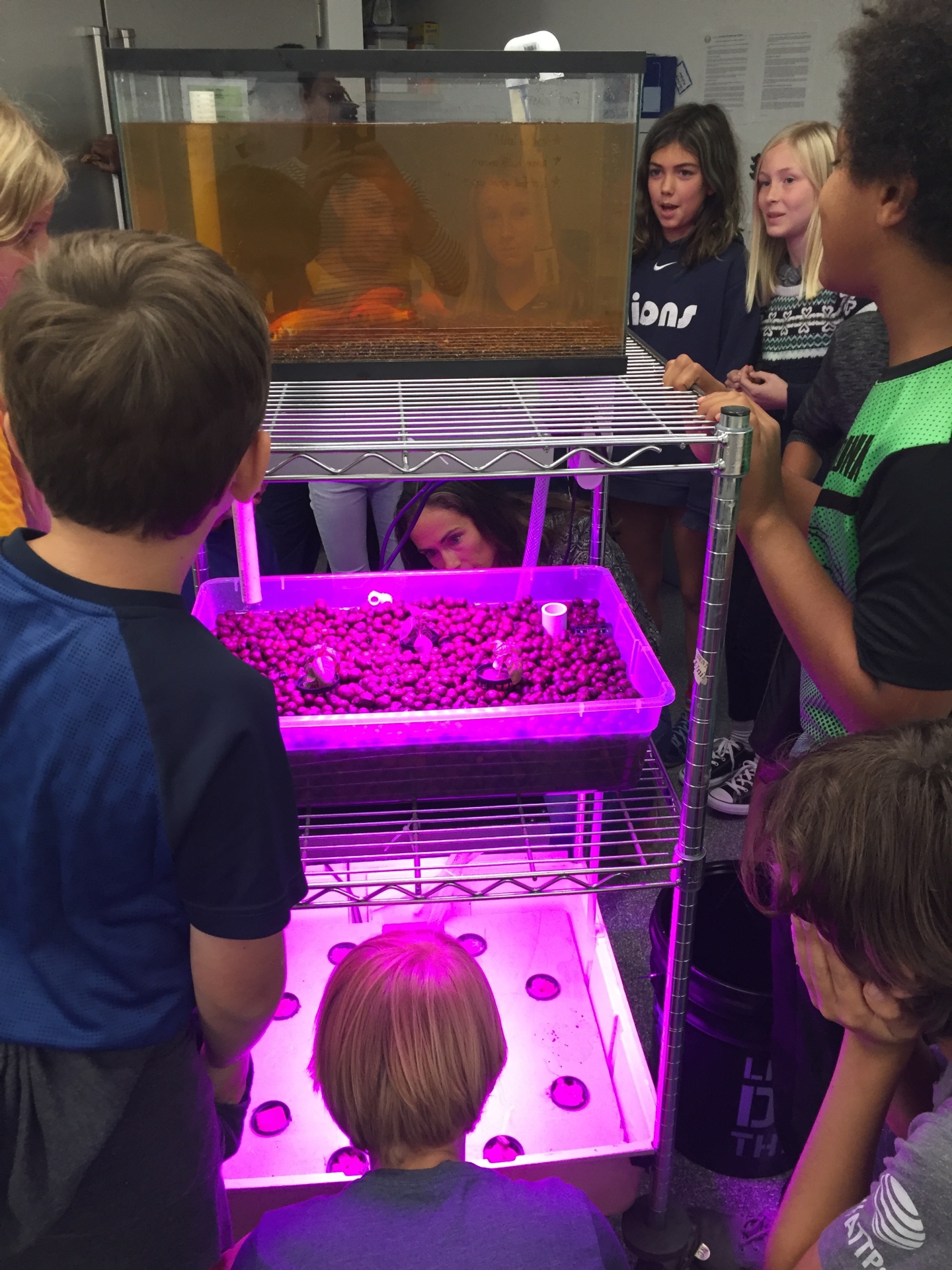 In-class aquaponics unit