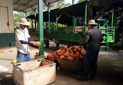 1st step in processing cacao pods