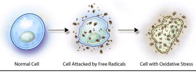 What Free Radicals do