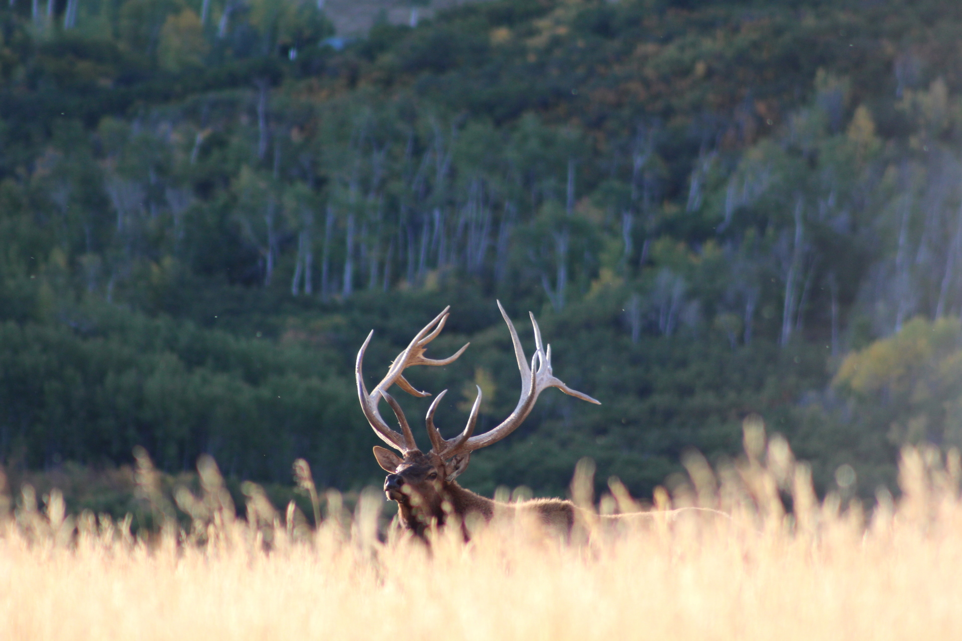 We Are The Best Elk Hunting Preserve In Colorado