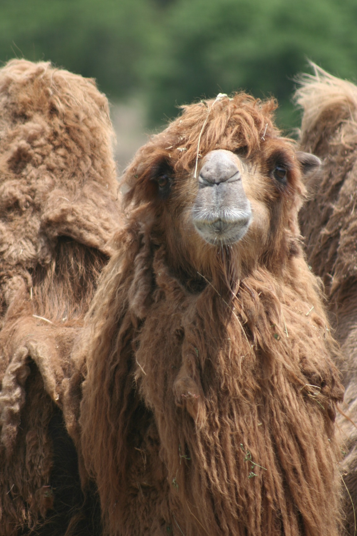 Bactrian Camel