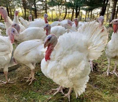 Fresh Whole Turkeys - JH Grass Fed