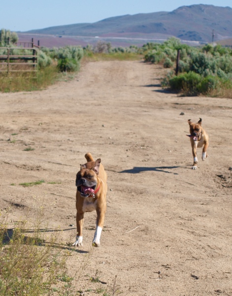 boxers and buddies rescue