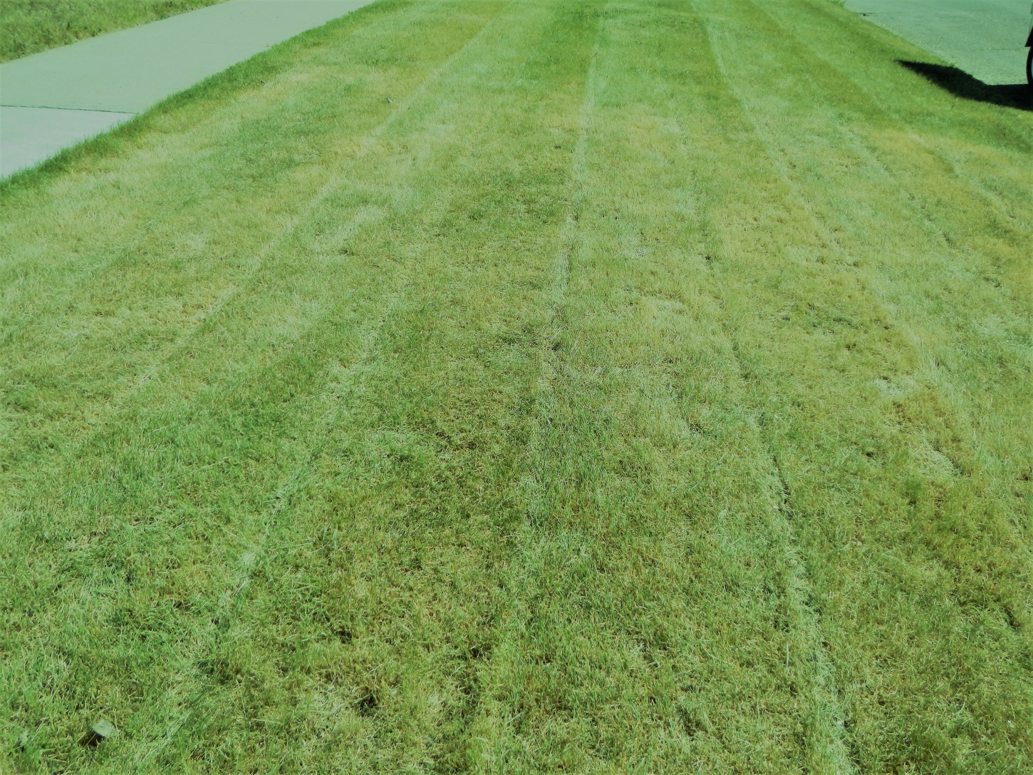 yard-and-lawn-care-brandon-photos-yard-and-lawn-care-brandon-manitoba