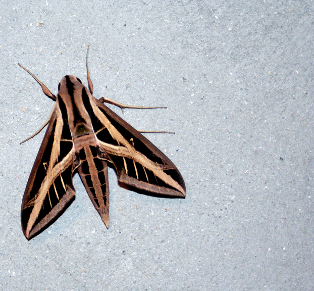 Mariposa de madera