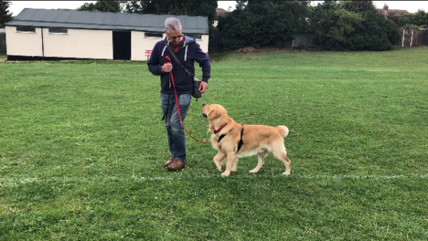 121 dog training near me