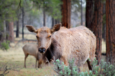 Grand Canyon South Rim State Park Elk