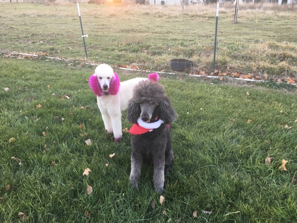 valley poodles