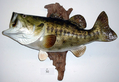 Bluegill Fish Reproduction (Head Out - Tail Out) - Matuska Taxidermy Supply  Company