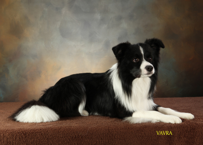 jerry border collie rescue