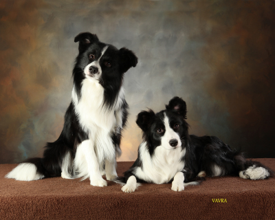 jerry border collie rescue