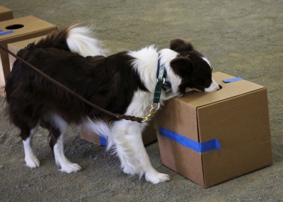 furminator border collie