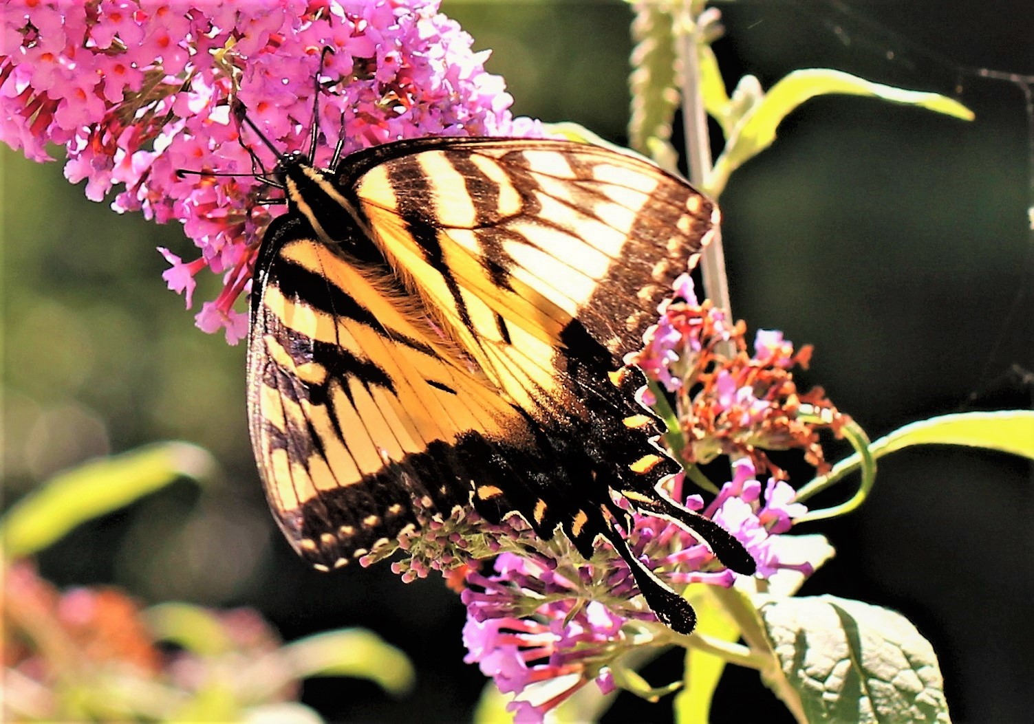 butterfly, butterfly bush