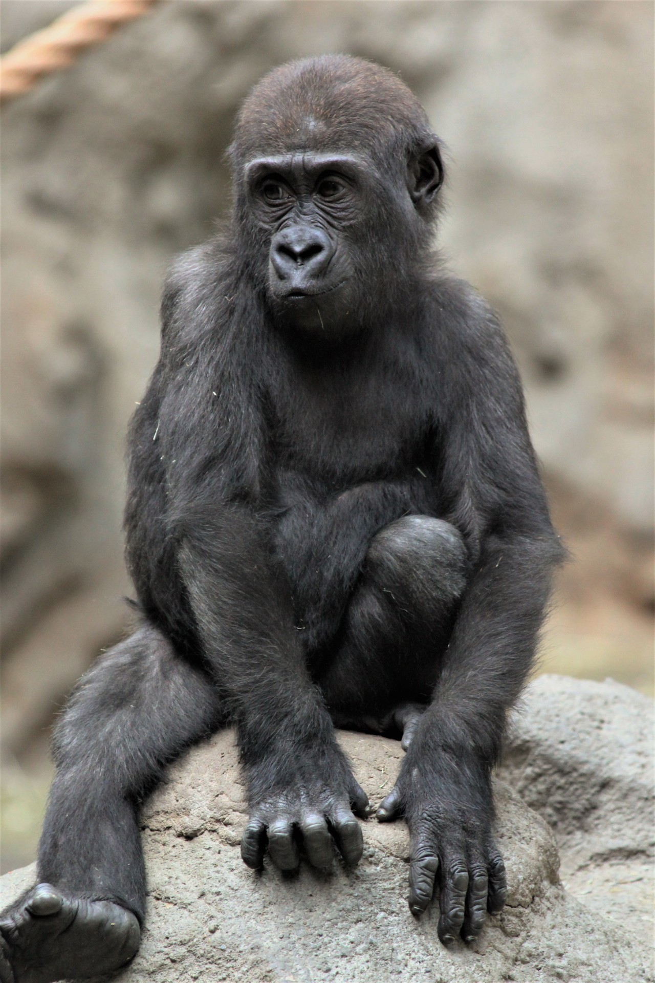 gorilla, zoo
