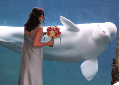 wedding, aquarium