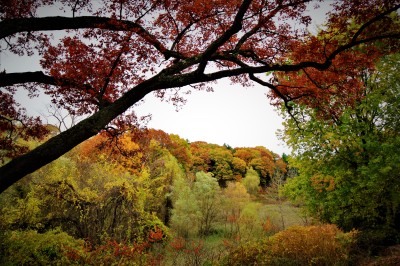 landscape, park, fall, autumn