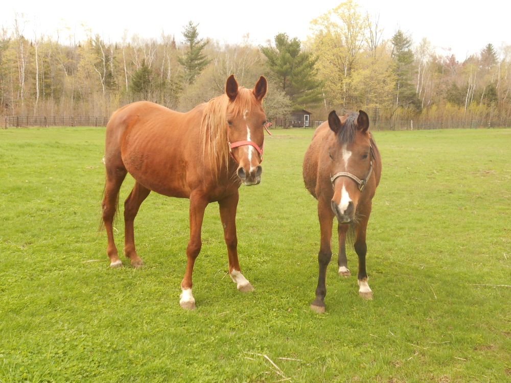 rescue horses for sale in maine