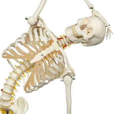 Ross A. Skeleton