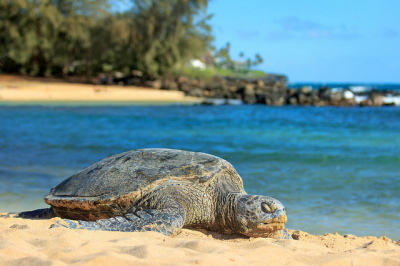 Poipu Beach